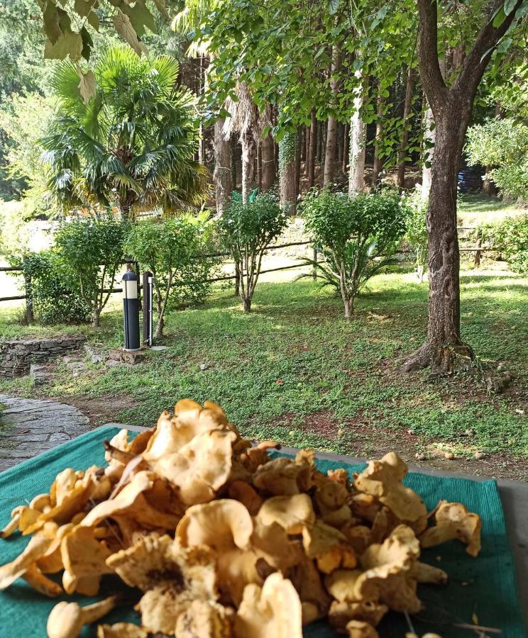 Il Bosco Di Campo Marzano Studios Borzonasca Luaran gambar