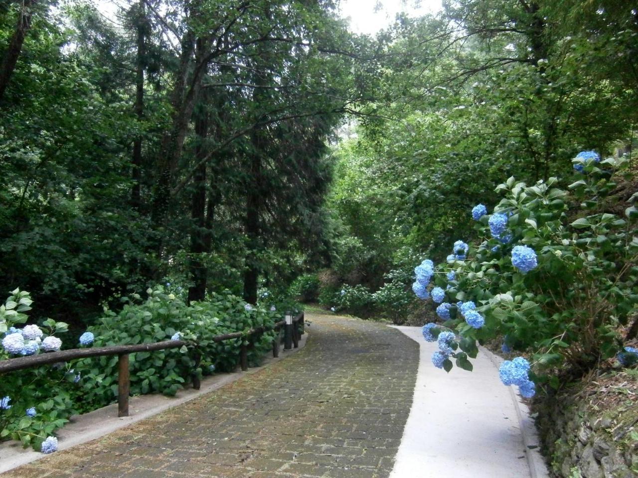 Il Bosco Di Campo Marzano Studios Borzonasca Luaran gambar